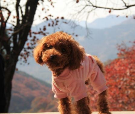 泰迪李小贝是什么品种,每日一读狗狗品种博美