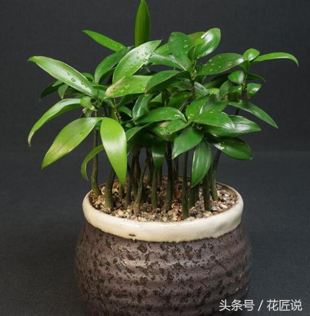 如何长好发财竹,贵竹养得翠绿欲滴亦象征着财运旺