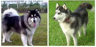 阿拉斯加和哈士奇有什么区别,阿拉斯加和哈士奇到底谁更厉害