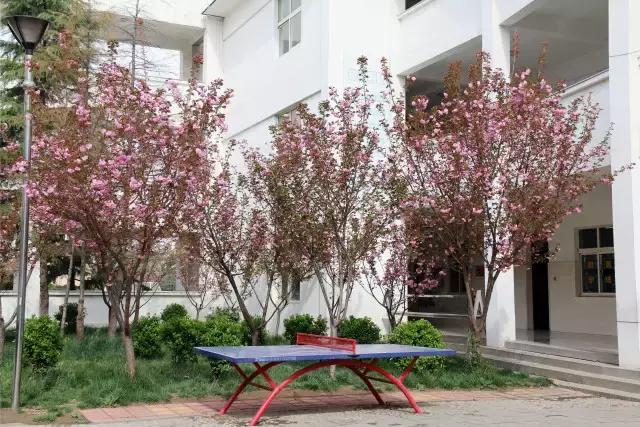 相约一起赏樱花,相约樱花园美景图片