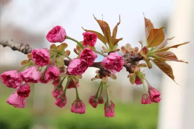 相约一起赏樱花,相约樱花园美景图片