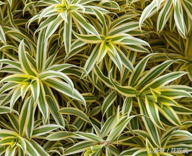 如何长好发财竹,贵竹养得翠绿欲滴亦象征着财运旺