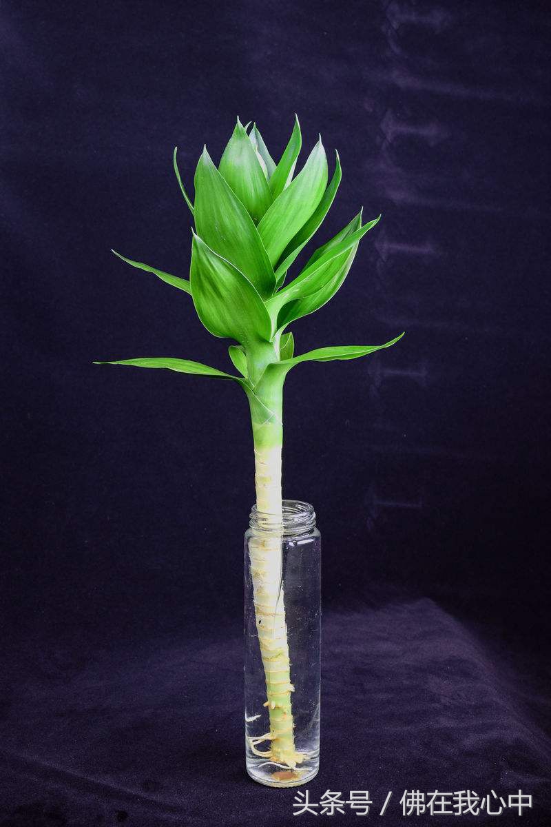 除了富贵竹还有什么适合懒人,除了竹子还有哪个绿植好养