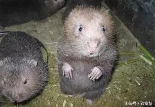 养老鼠有经济效益吗,竹鼠有什么经济效益