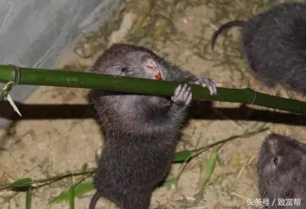 养老鼠有经济效益吗,竹鼠有什么经济效益