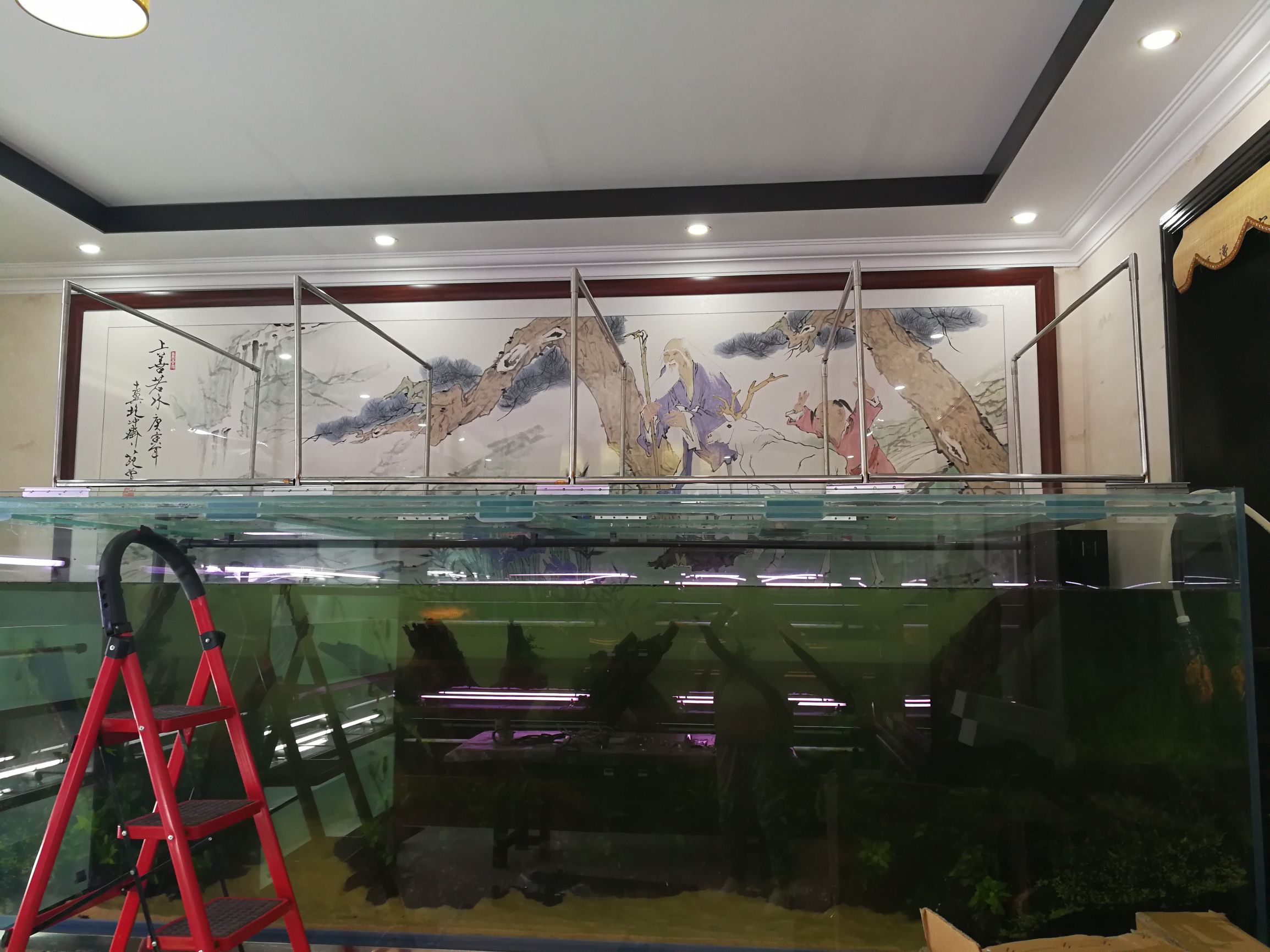 大墙鱼缸,40公分的缸养40的龙鱼