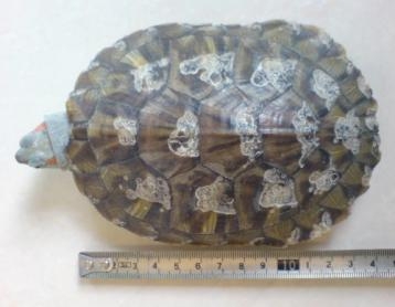 小病怎么治疗才有效,小病治疗常识大全