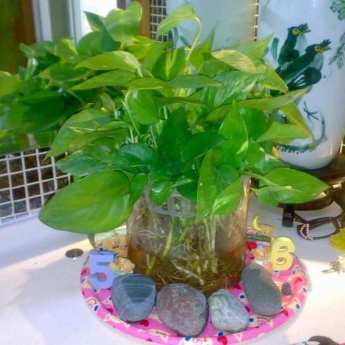 绿萝养殖需要磷酸二氢钾吗,室内养殖绿萝的好处和坏处