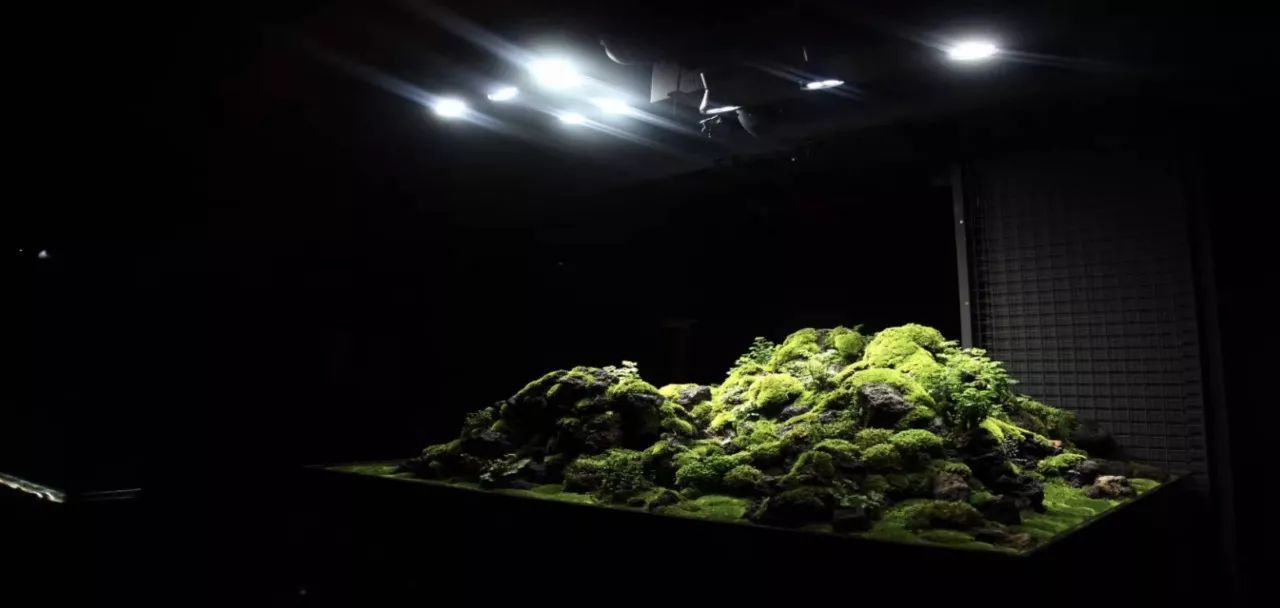 大墙鱼缸,40公分的缸养40的龙鱼