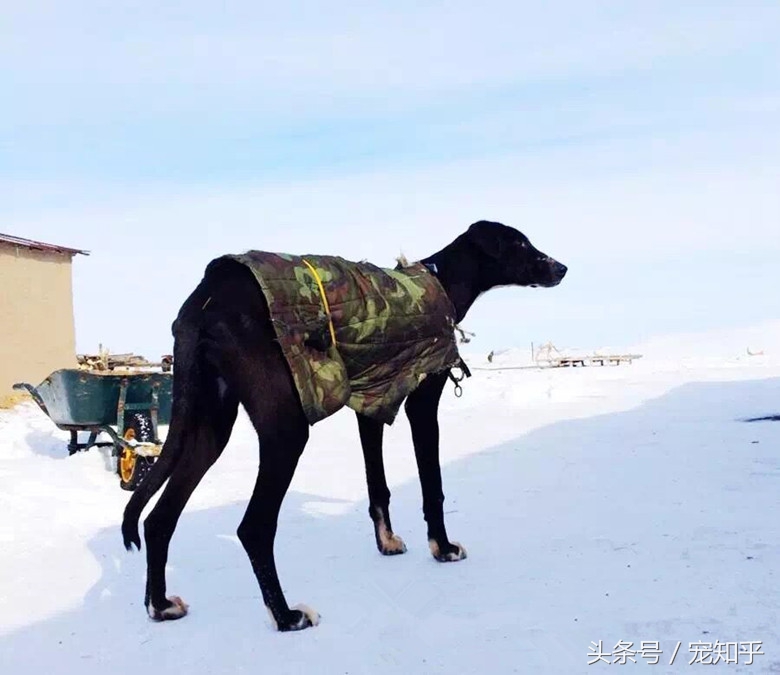 盘点中国犬种,中国本土犬种排名