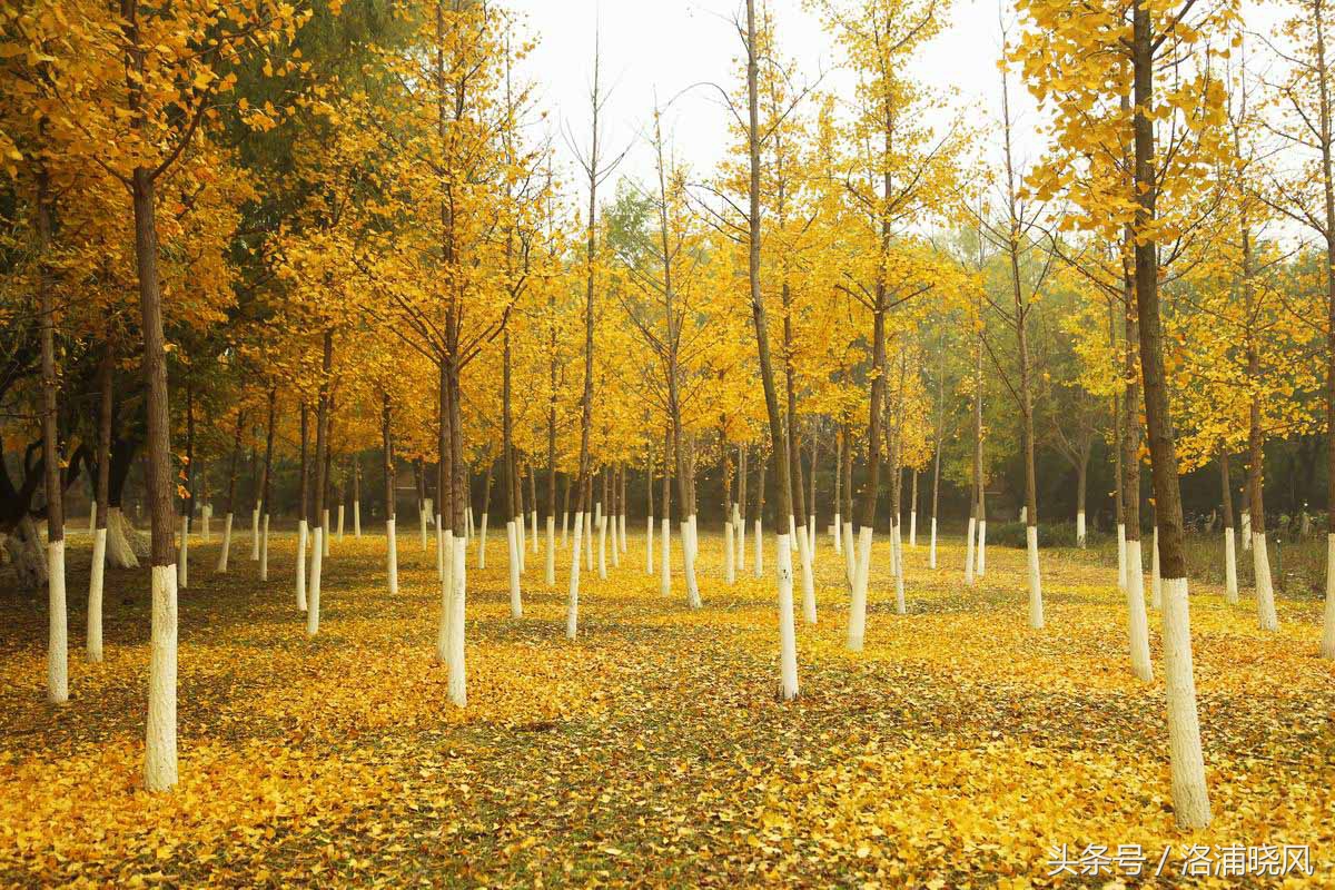 银杏果属于什么果实,银杏树结的果是什么果