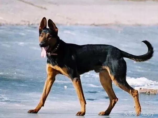 盘点中国犬种,中国本土犬种排名