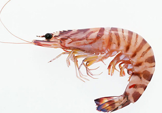 虾的功效与作用及禁忌,虾与什么食物之间有禁忌