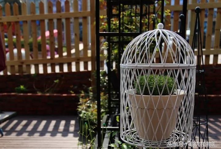 10月适合养的草花 (适合北方的春季草花)