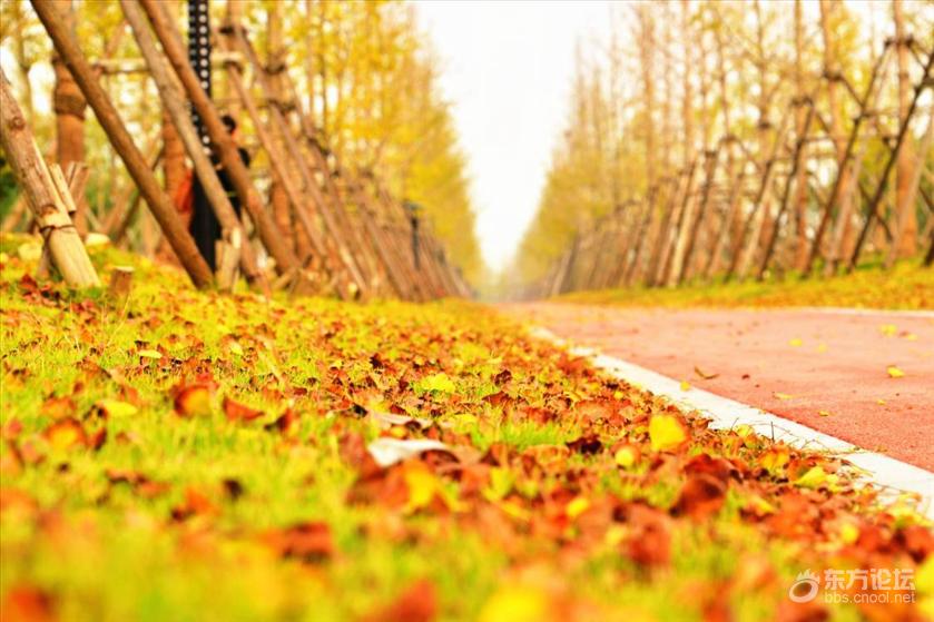 宁波秋天风景好的地方推荐,宁波秋天哪里有花海