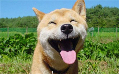 柴犬好养吗柴犬优缺点分析,柴犬优缺点及性格介绍大全