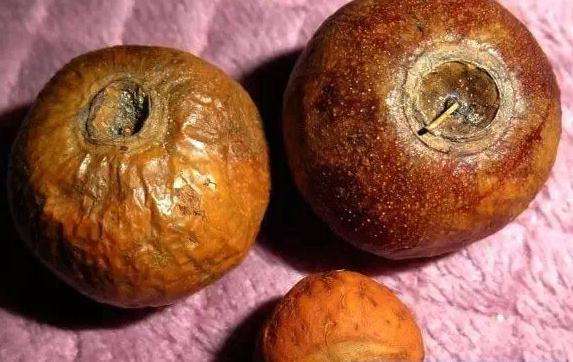 总是吆喝着买凤眼菩提，试问您真的懂？