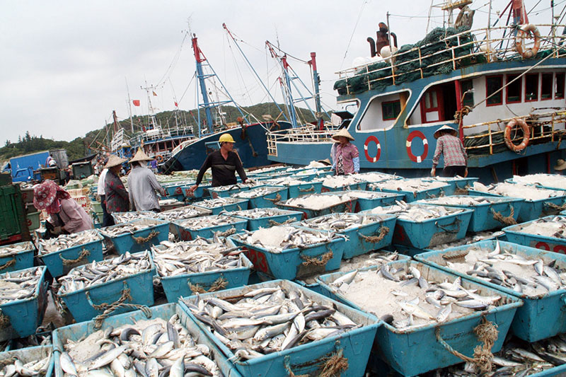 东海及台湾海峡：赤潮次数增加，优质鱼类减少