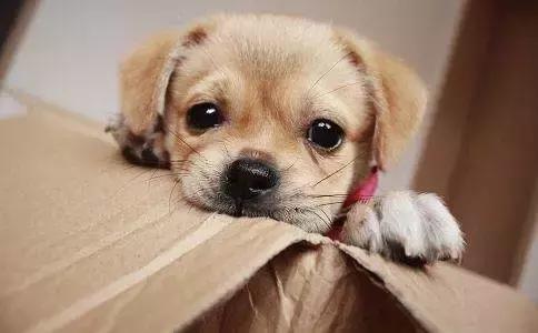 宠物狗的镇痛消炎药有哪些,消炎镇痛兽药