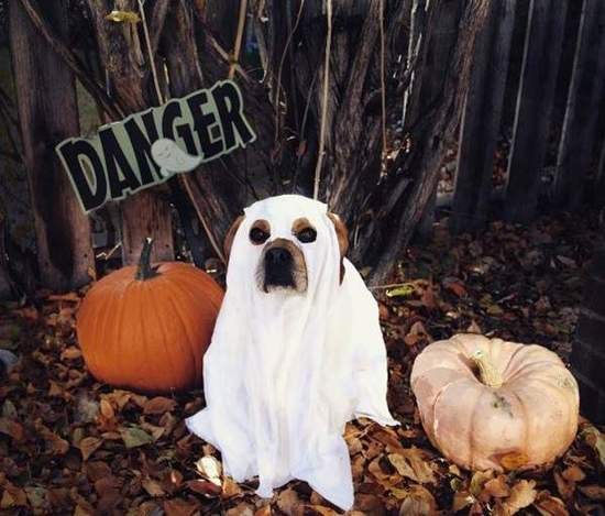 万圣节千万不要欺负熊孩子,万圣节安全守则