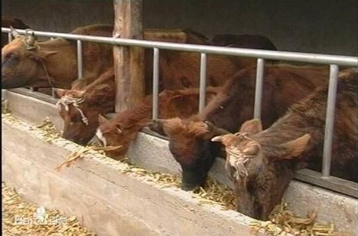 母牛头胎胎儿太大母牛难产怎么办,母牛难产的原因及常用的救助方法