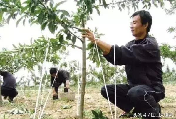 修剪苹果树方法,修剪苹果树的方法大汇总