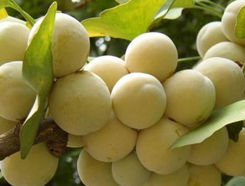 白果孕早期可以吃,白果孕期能吃吗