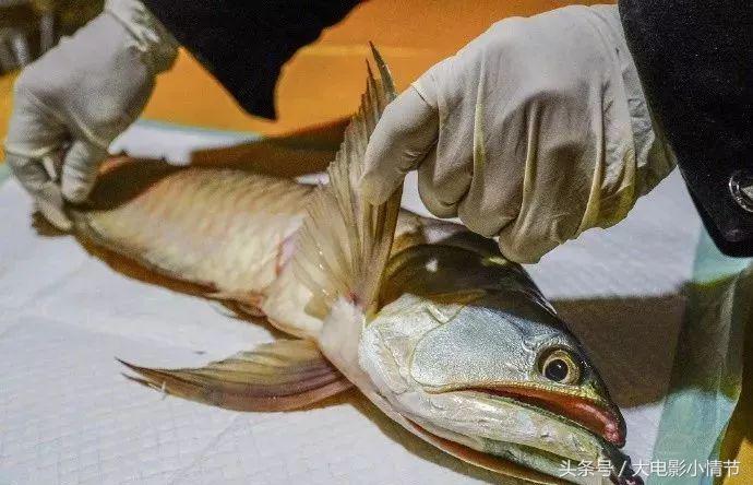 金龙鱼死亡怎么处理,家里养的金龙鱼死了该怎么处理