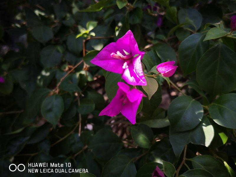 华为mate10深度上手体验,用了一年的华为mate10感觉如何