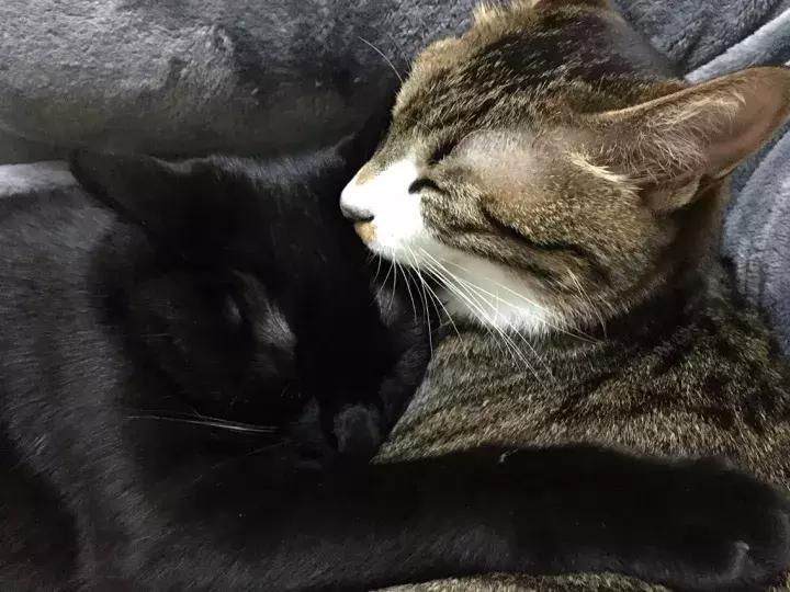 人类吸猫小史,人类吸猫的时候猫是怎么想的