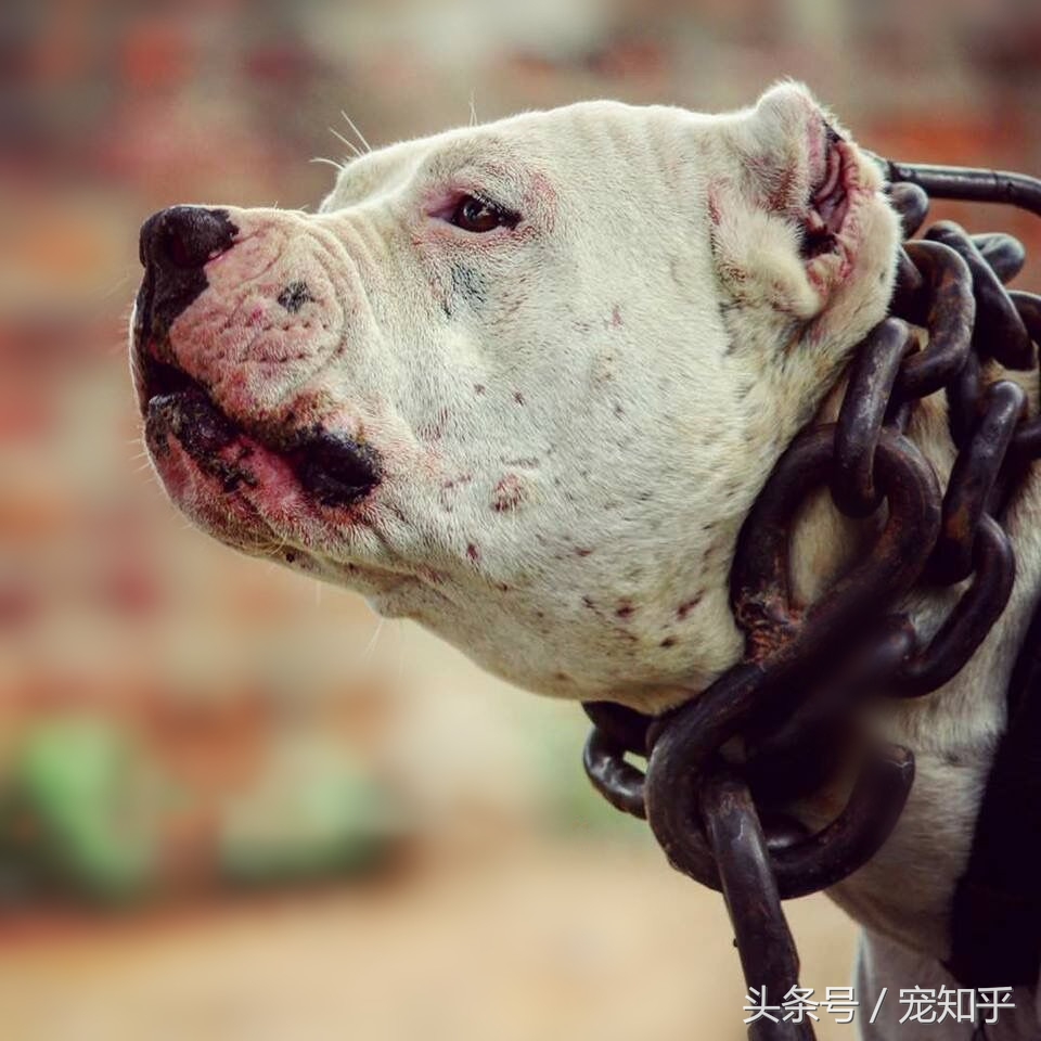 巴基斯坦库达犬长什么样,巴基库达犬