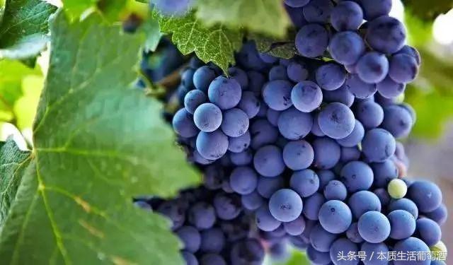 世界葡萄酒探索之旅,阿根廷主要葡萄酒产区