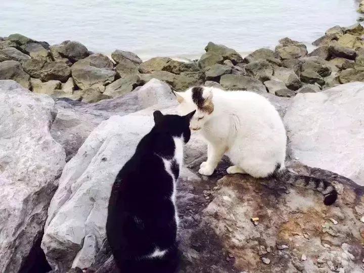 人类吸猫小史,人类吸猫的时候猫是怎么想的