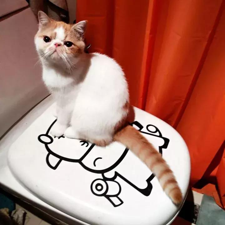 人类吸猫小史,人类吸猫的时候猫是怎么想的