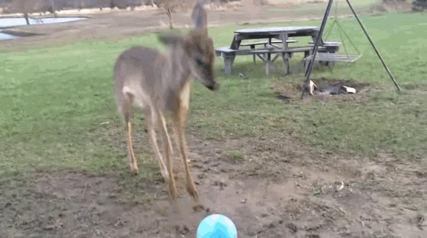 足球场上的动物搞笑gif,动物足球大赛搞笑图片