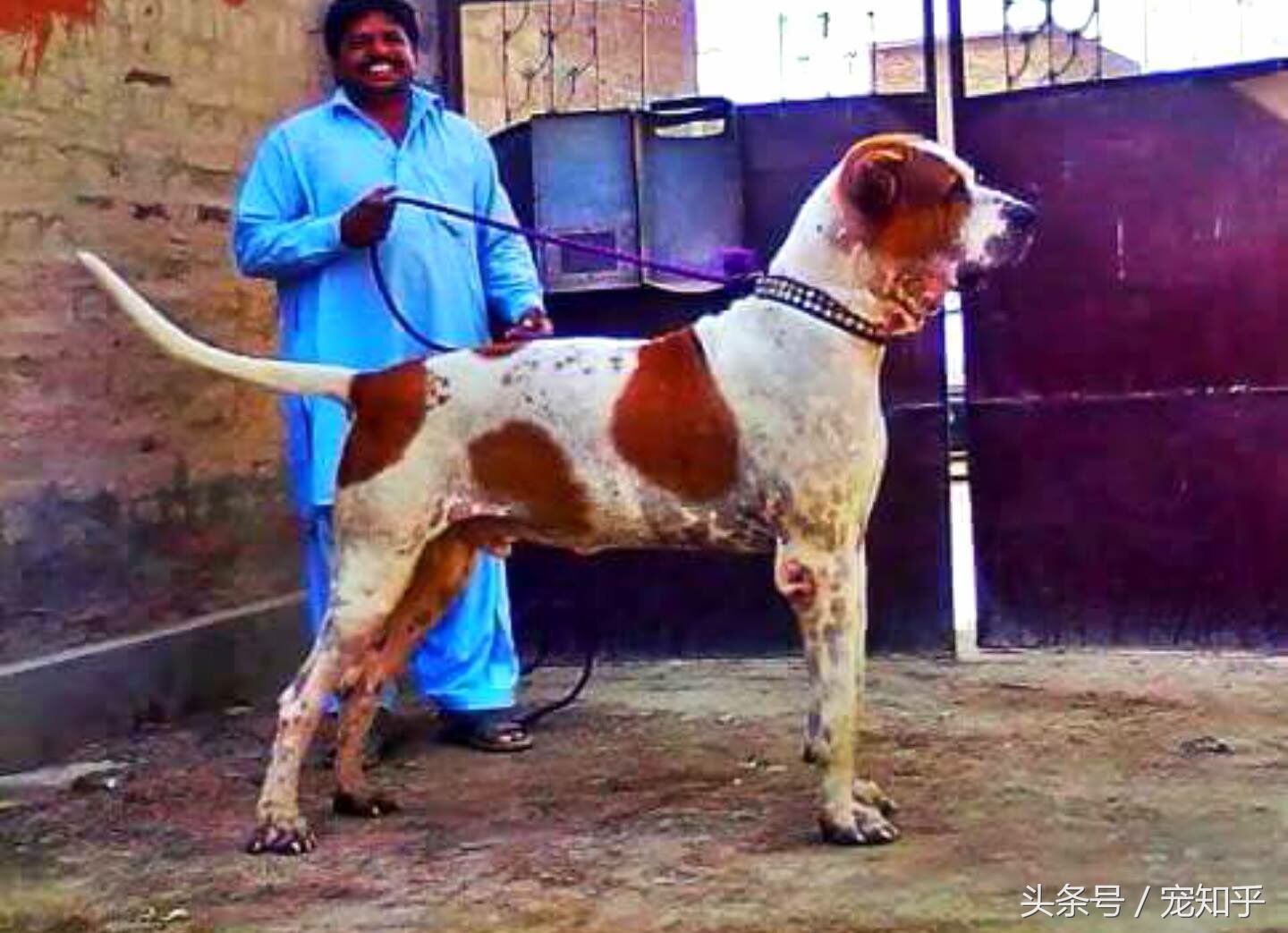 巴基斯坦库达犬长什么样,巴基库达犬