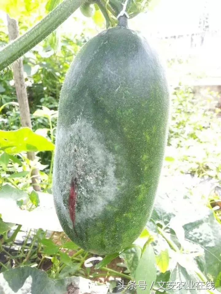 早疫病和晚疫病怎么区别,哪些病害属于晚疫病