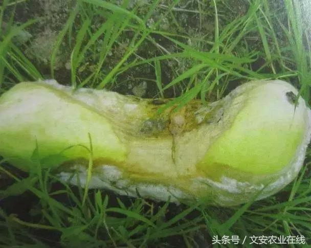 早疫病和晚疫病怎么区别,哪些病害属于晚疫病