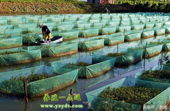 黄鳝养殖技术和致富项目,黄鳝养殖场基地养殖流程