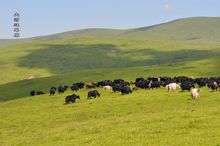 陇原简介,陇原介绍