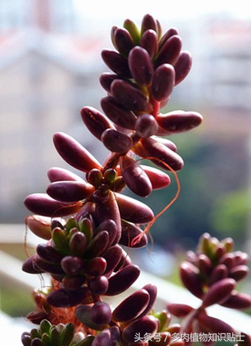 多肉增色肥料,多肉植物增色素的用法