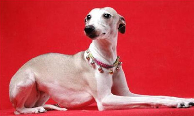 惠比特犬吃什么,惠比特犬能家庭陪伴吗