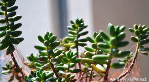 多肉增色肥料,多肉植物增色素的用法