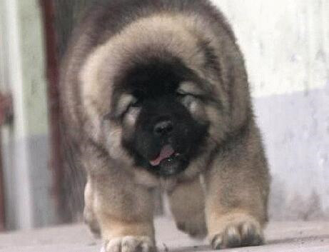 高加索犬吃什么,高加索犬吃什么最有营养