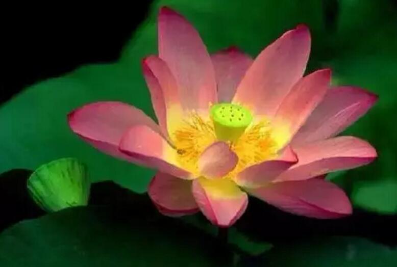 关于新加坡国花知识,新加坡的国花叫什么名字