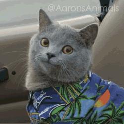 新手小白如何选购二手台式电脑,电脑选购攻略笔记本