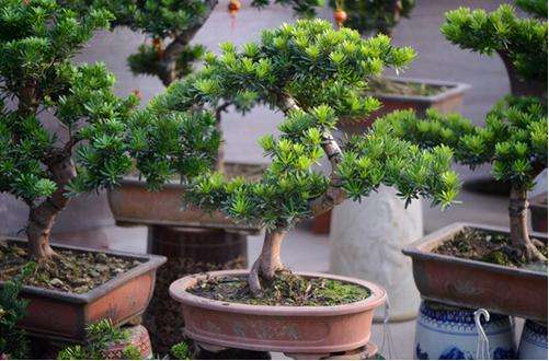 背阴阳台空旷可以怎么布置,推荐3种适合北阳台的喜阴花