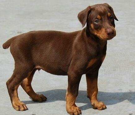 杜宾犬皮肤病有哪些,杜宾犬得了皮肤病能晒太阳吗