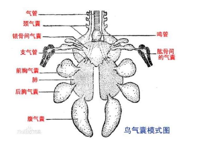 人类正在进化的十大特征,远古时期到现在人类还在进化吗