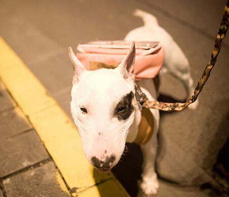 牛头梗的优点是什么,牛头梗有哪些品质